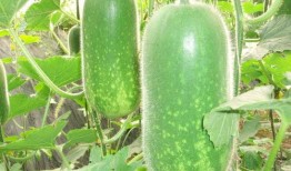 东瓜娱乐中老年吃瓜,中老年群体乐享“吃瓜”时光